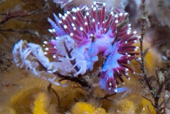 Paraflabellina funeka