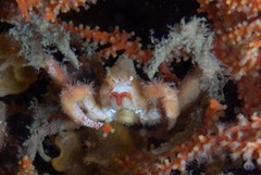 Achaeopsis spinulosa