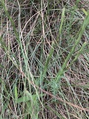 Lasiosiphon microcephalus