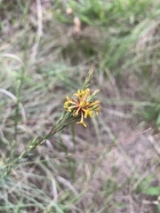 Lasiosiphon microcephalus