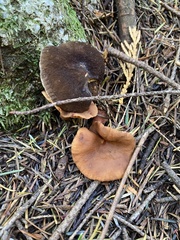 Lactarius fallax
