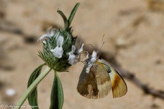 Colotis evenina