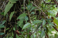 Aeschynanthus longicaulis