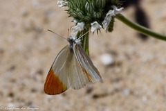 Colotis evenina