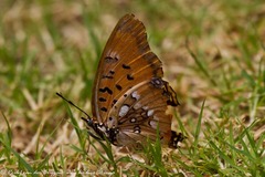 Charaxes jahlusa