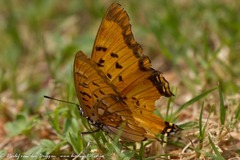 Charaxes jahlusa