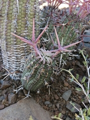 Euphorbia stellispina