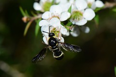Leucopsina burnsi