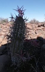 Euphorbia stellispina