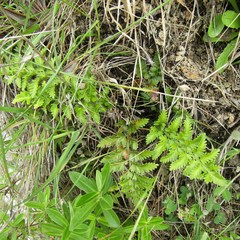 Asplenium appendiculatum maritimum