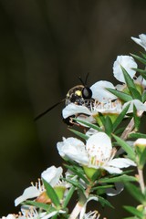 Leucopsina burnsi