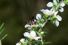 Leucopsina burnsi