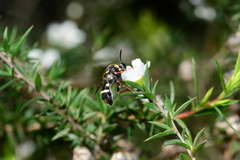 Leucopsina burnsi
