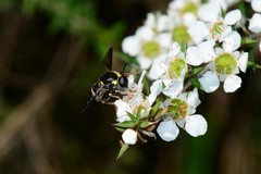 Leucopsina burnsi
