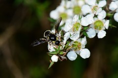 Leucopsina burnsi