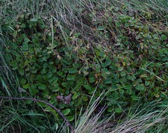 Sanguisorba officinalis