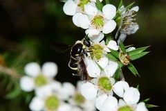 Leucopsina burnsi