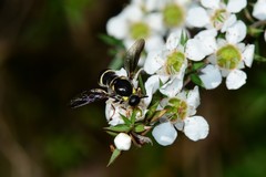 Leucopsina burnsi