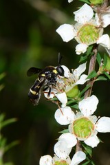 Leucopsina burnsi