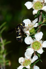 Leucopsina burnsi