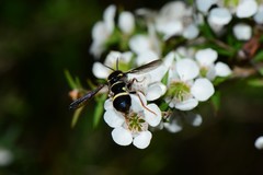 Leucopsina burnsi
