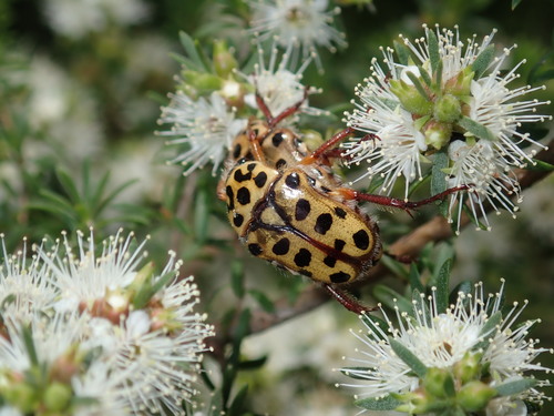 Punctate Flower Chafer photo 3