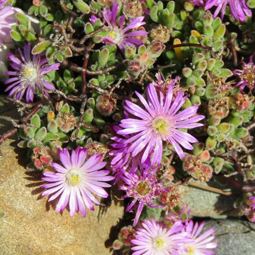 Pale dewplant
