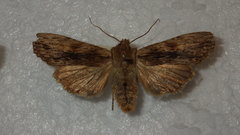 Lithophane socia