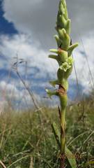 Dichromanthus michuacanus