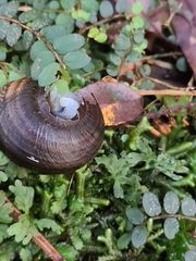 Powelliphanta