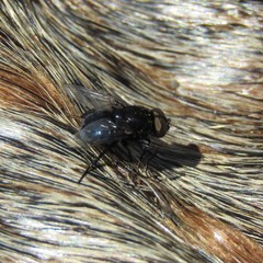 Australophyra rostrata