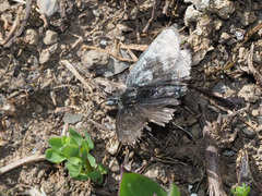 Metaxmeste phrygialis