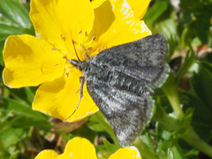 Metaxmeste phrygialis