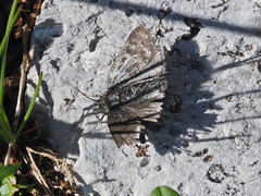 Metaxmeste phrygialis