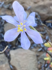 Moraea crispa