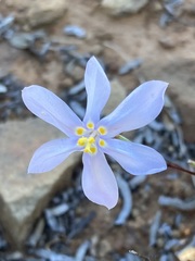 Moraea crispa