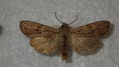 Lithophane socia
