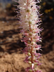 Lachenalia comptonii