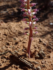 Lachenalia comptonii