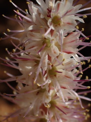 Lachenalia comptonii