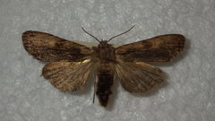 Lithophane socia