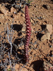 Crassula alpestris