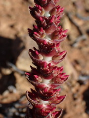 Crassula alpestris