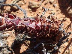 Crassula alpestris