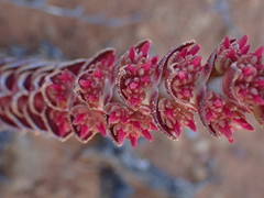 Crassula alpestris