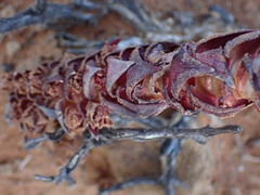Crassula alpestris