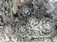 Escobaria missouriensis