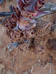 Crassula alpestris