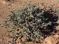 Monsonia salmoniflora