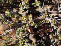 Monsonia salmoniflora